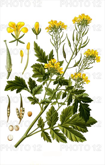 Medicinal plant