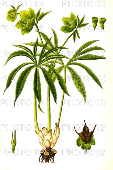 Medicinal plant