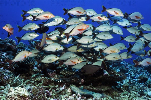 Humpback red snapper