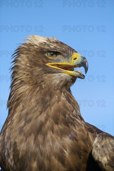 Steppe eagle