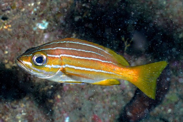 Eight-striped grunt