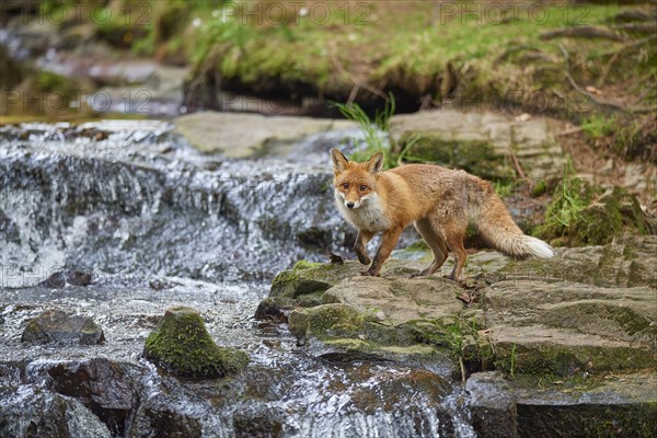 Red fox