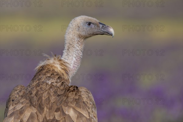 Griffon vulture