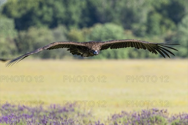 Cinereous vulture