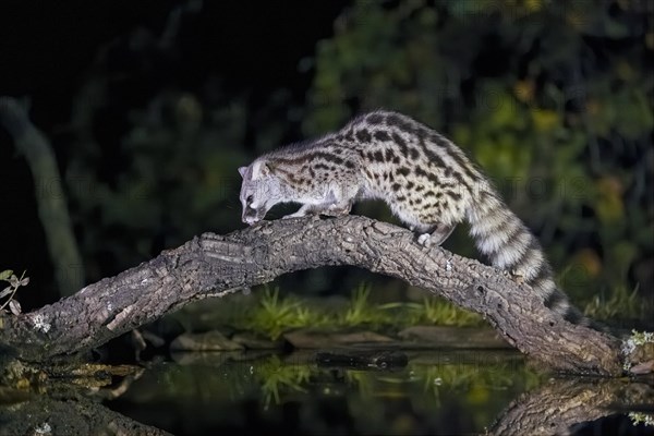 Common genet