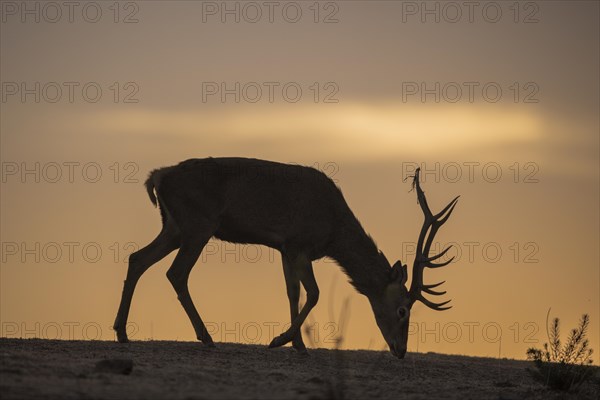 Red deer