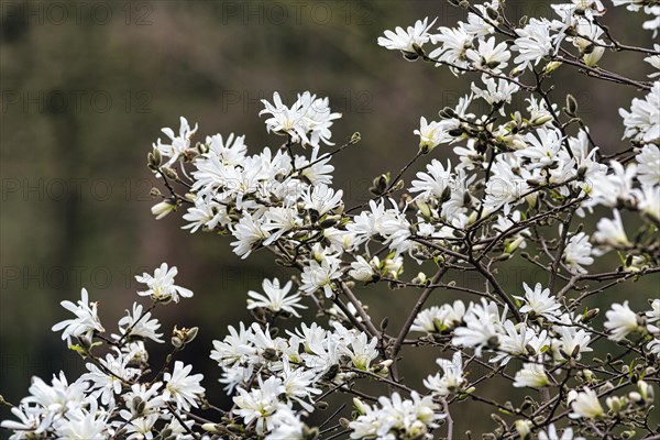 Star magnolia