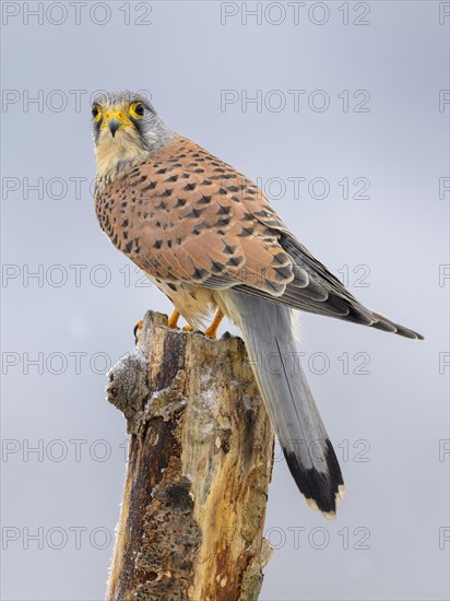 Common kestrel