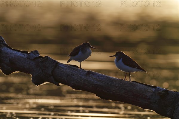 Common sandpiper