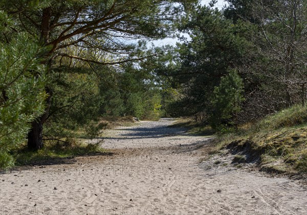 Forest and hiking area near Goehren