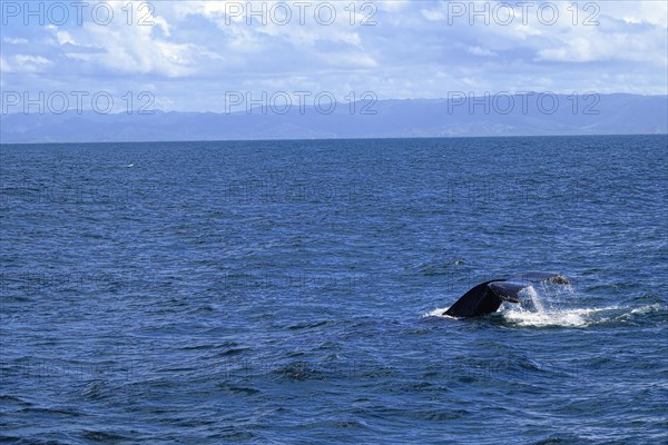 Humpback whale