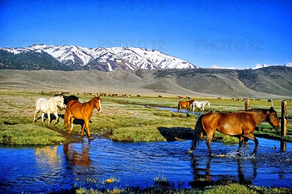 Horse and cattle in the ranch pasture