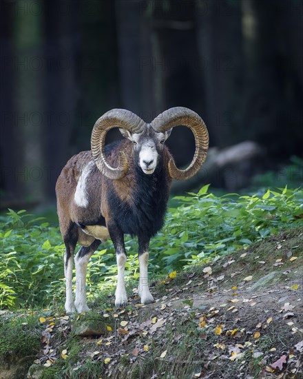 European mouflon