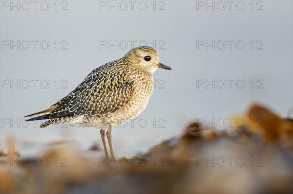 European golden plover