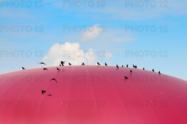 Ravens on a biogas plant in Bavaria