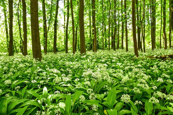 Ramsons