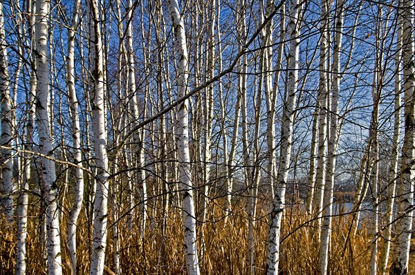 Birch forest in autumn