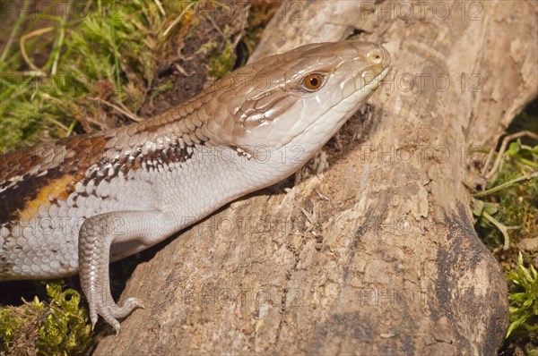 Blue tongued skink