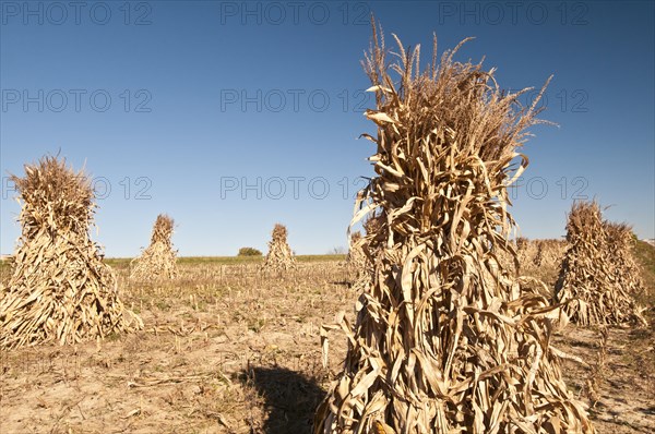 Corn shocks used to dry corn after harvest