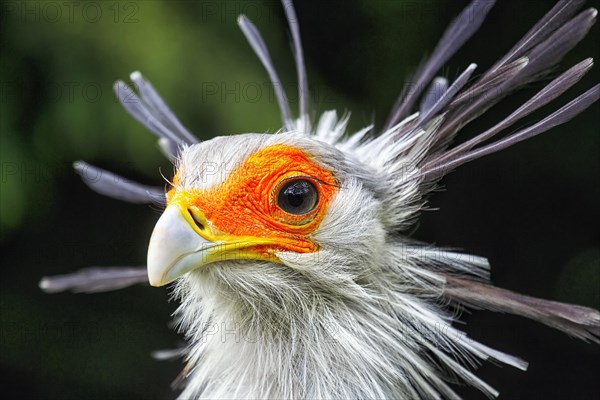 Secretary bird