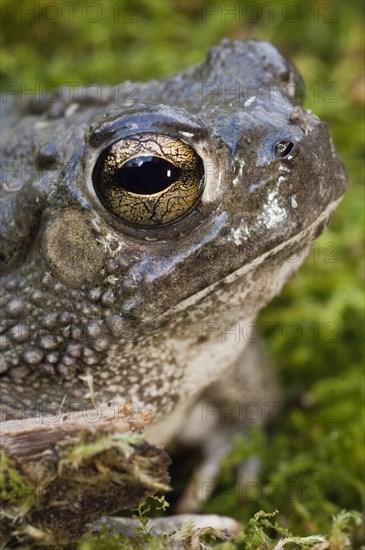 The Texas toad