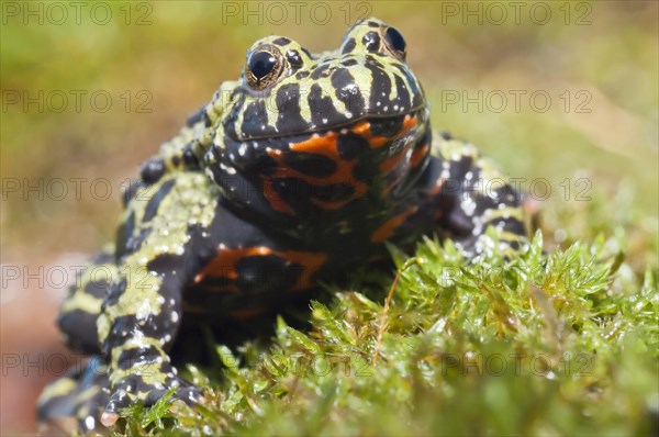 Oriental fire-bellied toad