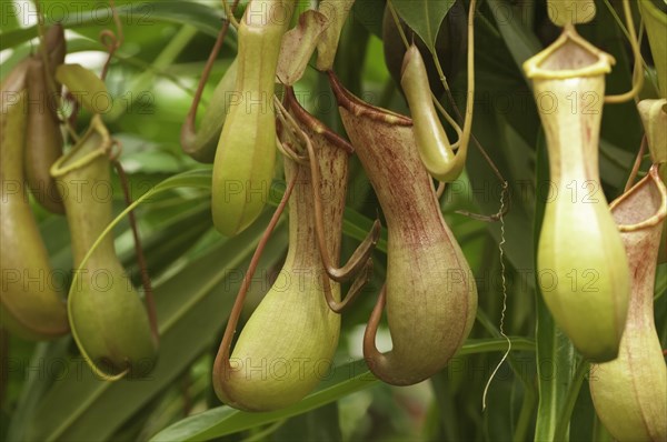 Tropical pitcher plant