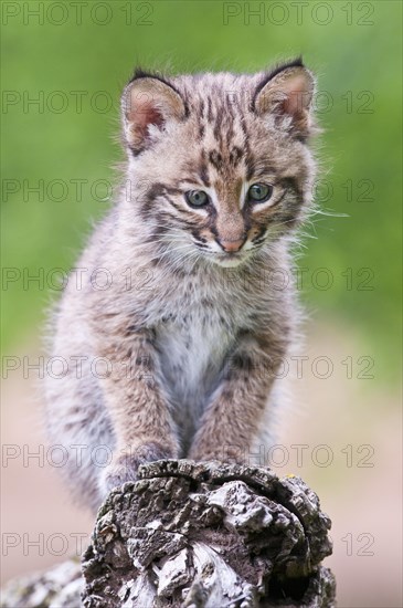 Bobcat kitten