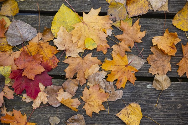 Colourful autumn leaves