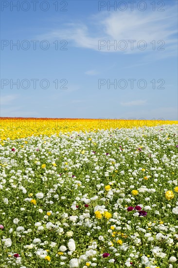 Carlsbads flower fields
