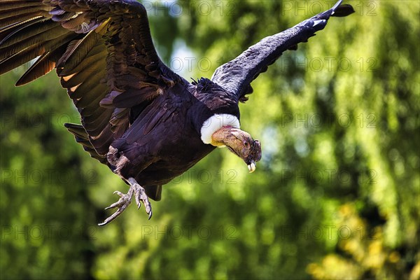 Andean condor