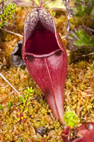 Pitcher plant