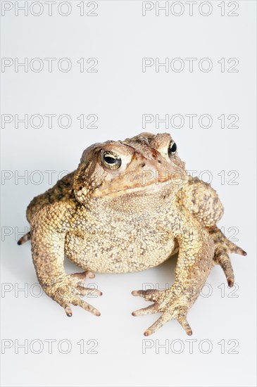 American toad