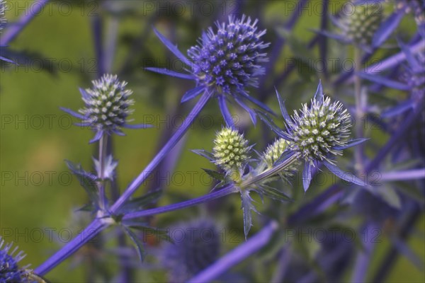 Globe thistle