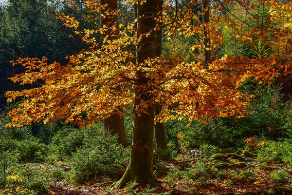 Autumn leaves of a beech in the backlight