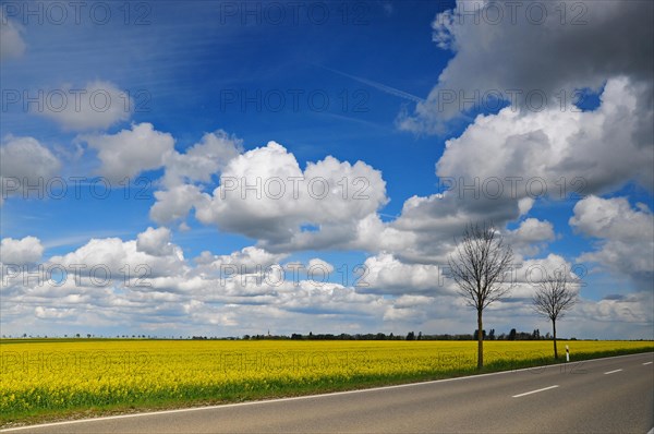 Country road with flowering rape field