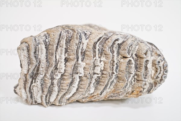 Mammoth tooth