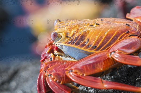 Sally lightfoot crab