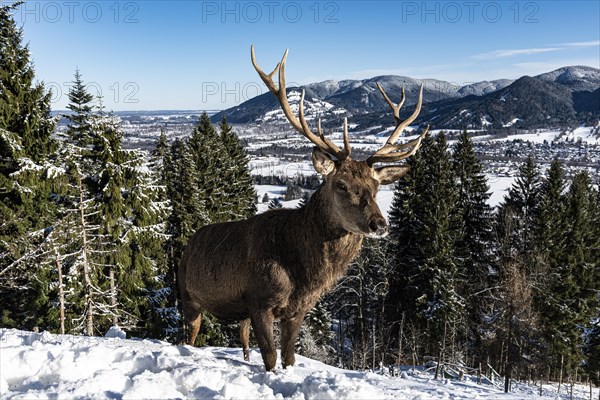 Deer on the Reiseralm near Lenggries