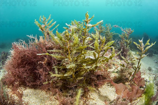 Brown and red algae