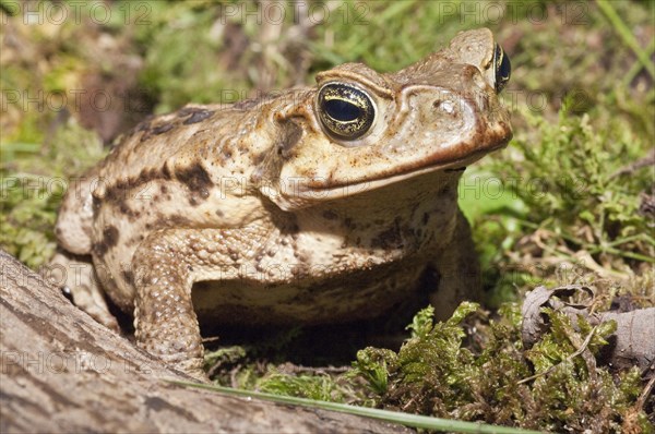 Cane toad