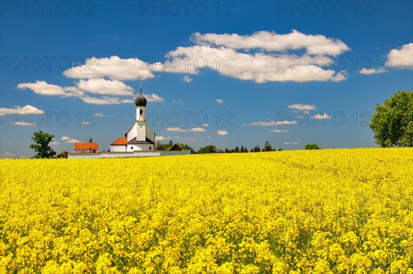 Village church behind a blossoming rape field