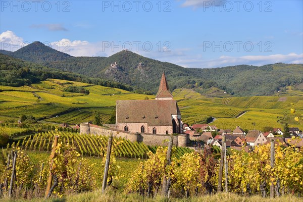 View of the village church and the vineyards of Hunawihr on the Alsace Wine Route in the Haut-Rhin departement