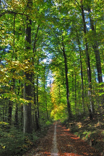 Autumn forest