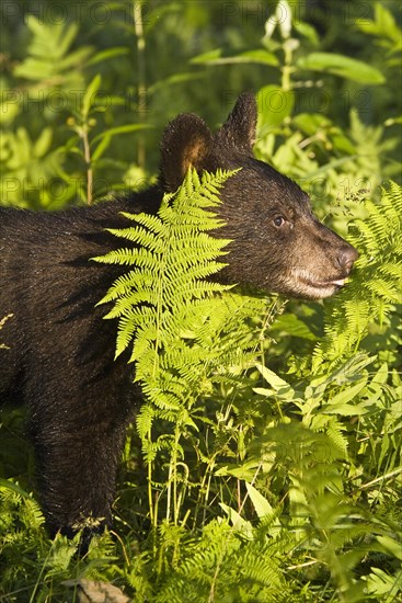 American black bear