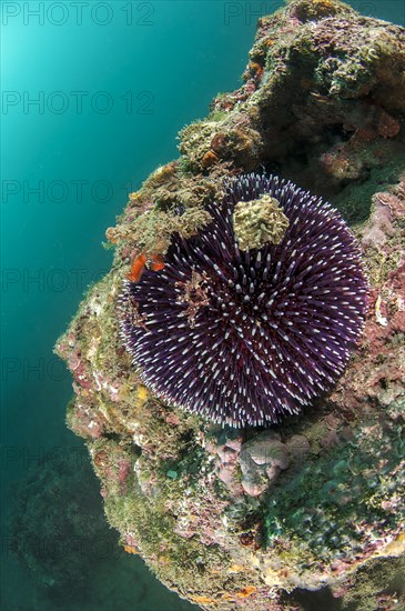 Violet sea urchin