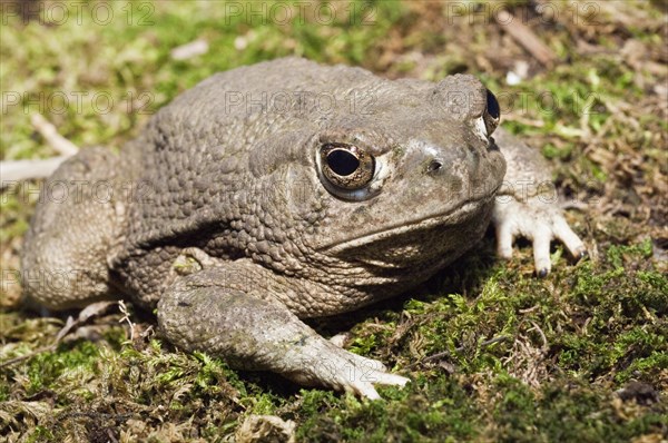 The Texas toad