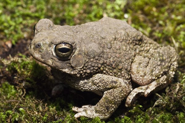 The Great Plains toad