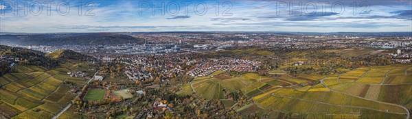 Vineyard in autumn