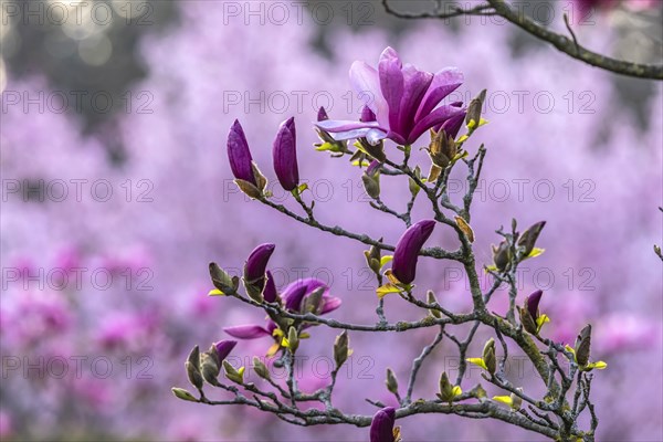 Magnolia blossom in spring